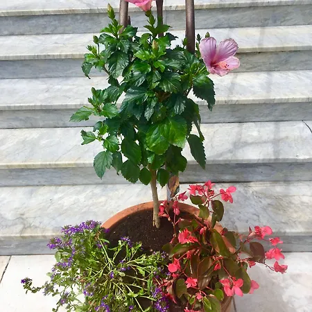 Hotel L'isula Rossa 2*